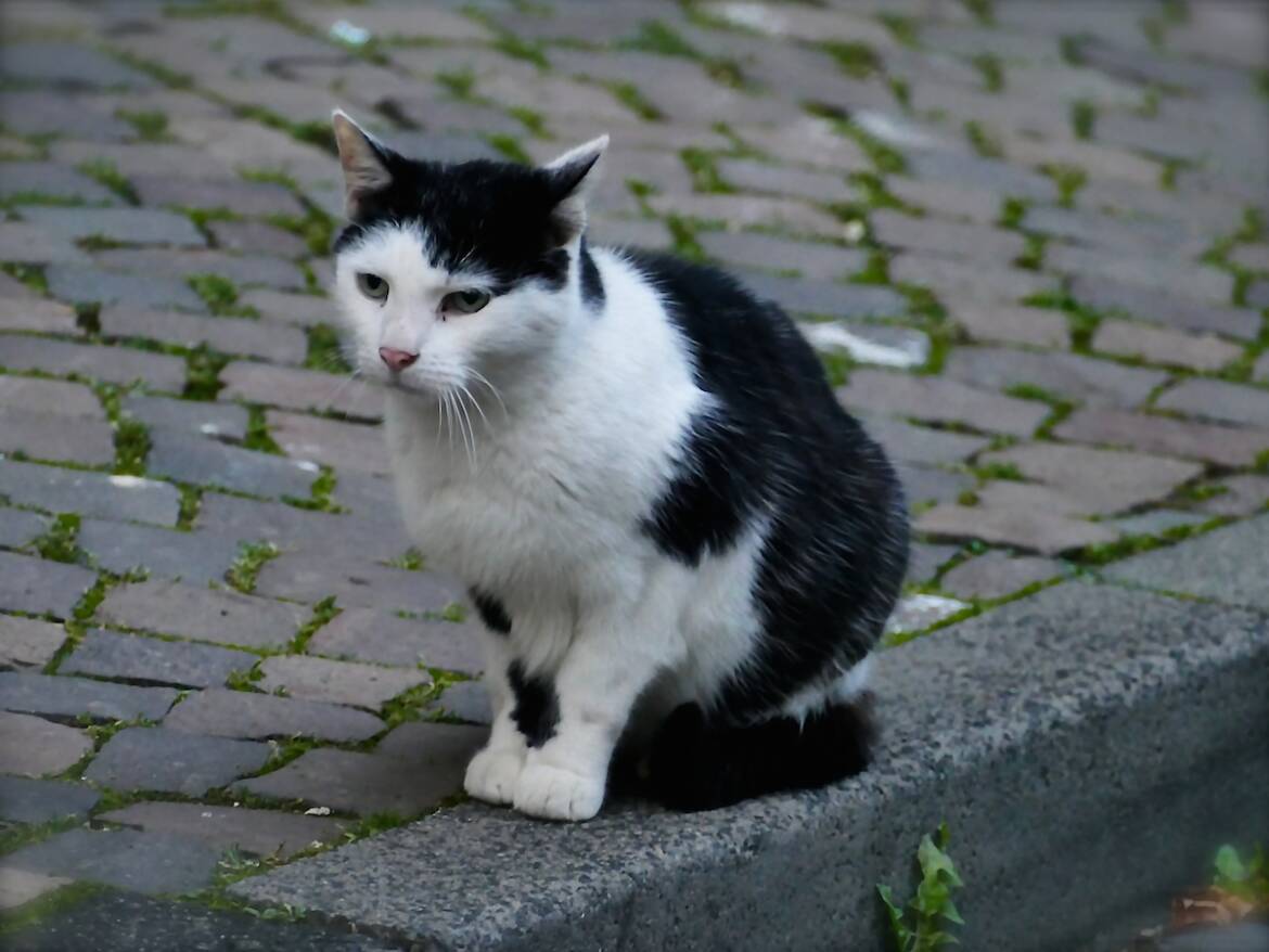 9-Gelnhausen-Katze-in-der-Holzgasse-201004-8375.jpg
